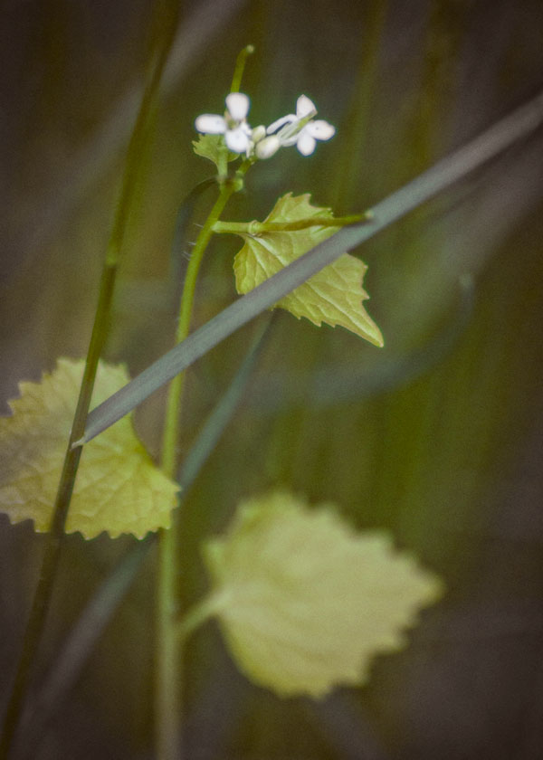 Garlic-Mustard